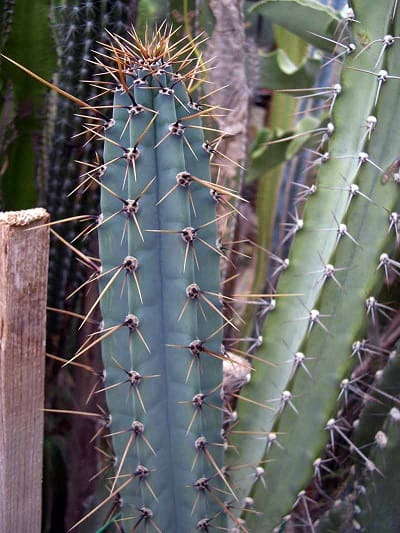 cereus forbesii