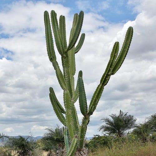 cereus jamacaru