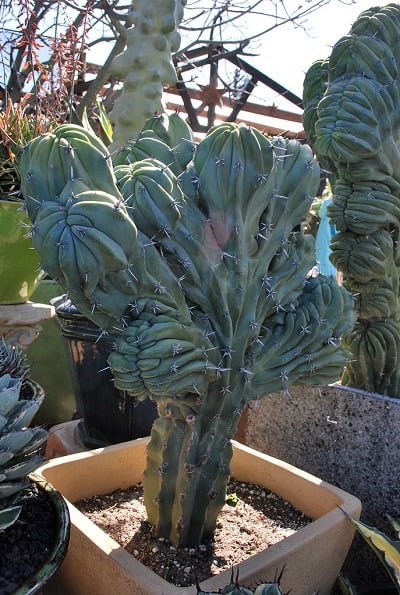 cereus peruvianus monstrosus