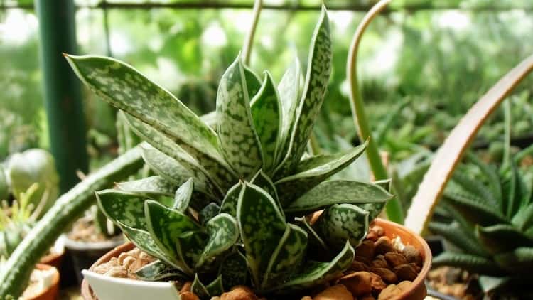 Gasteria liliputana
