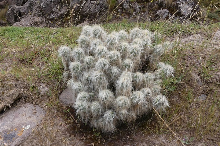 hairy austrocylindropuntia floccosa cactus