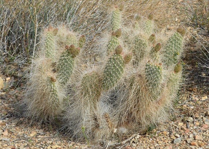 hairy grizzly bear prickly pear cactus