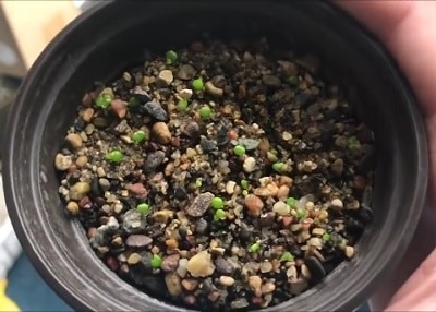 succulent seed propagation