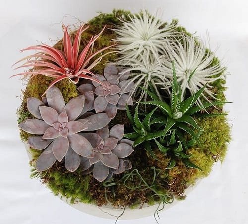 air plants and succulents
