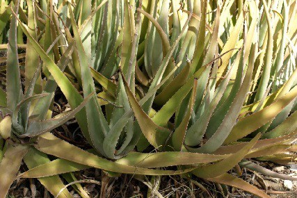 aloe plant browning: unveiling the reasons and cures