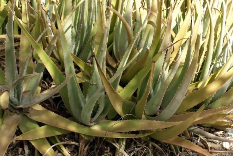 Your Aloe Plant is Turning Brown Here's Why Succulent Alley