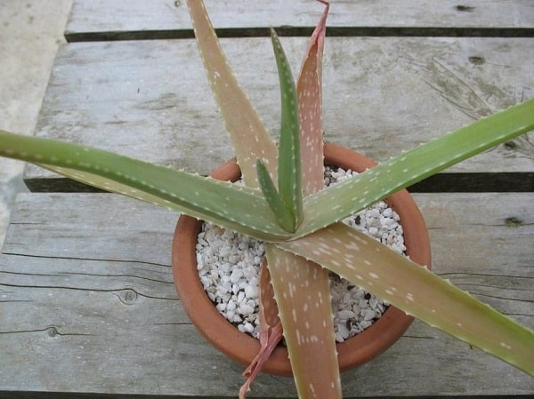 Pflege für braune Blätter der Aloe-Pflanze