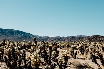 6 cactus adaptations in the desert