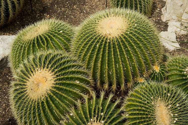 cactus adaptations in the desert