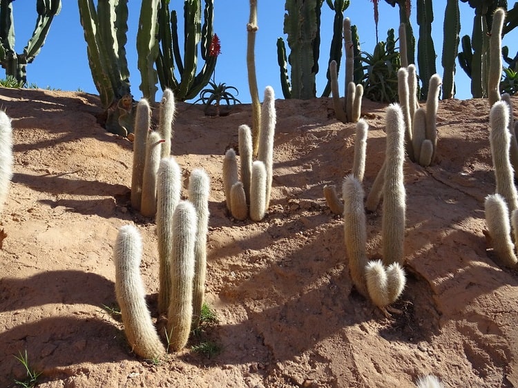 cactus that survive winter