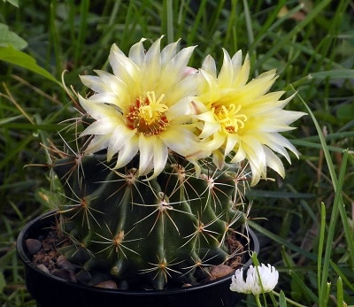 cactus with flowers