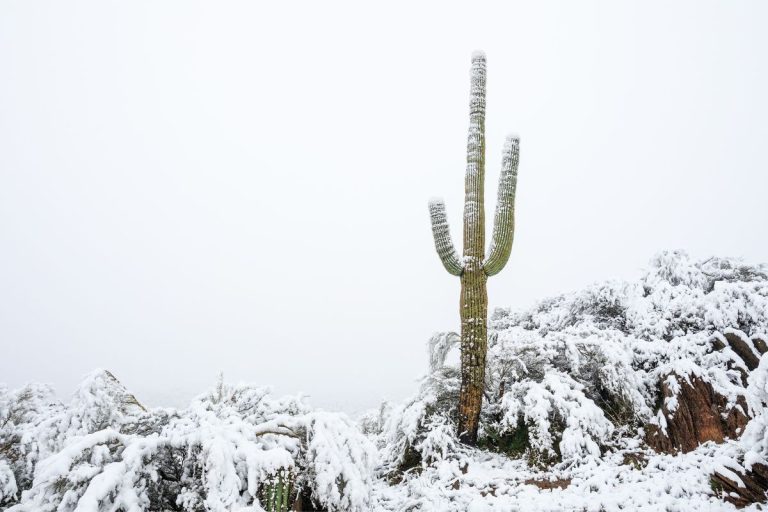 surviving winter: how cacti brave the cold and thrive in frosty conditions