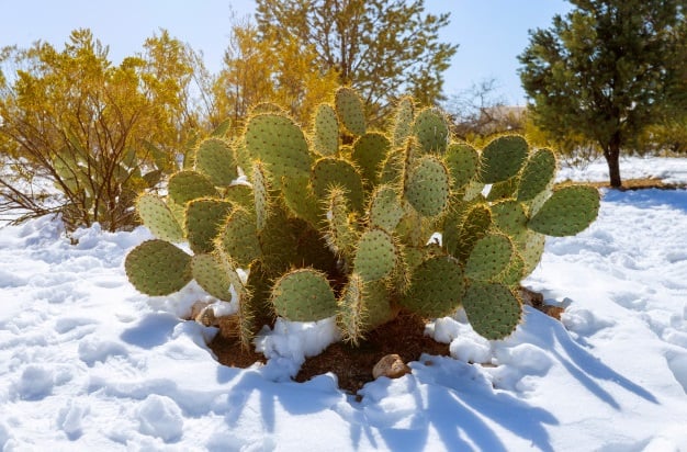 care of cactus plants outdoors