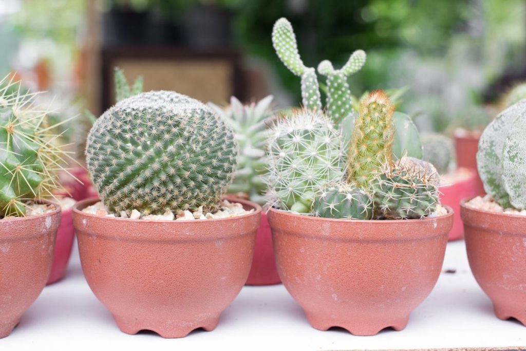 caring for cactus outdoors