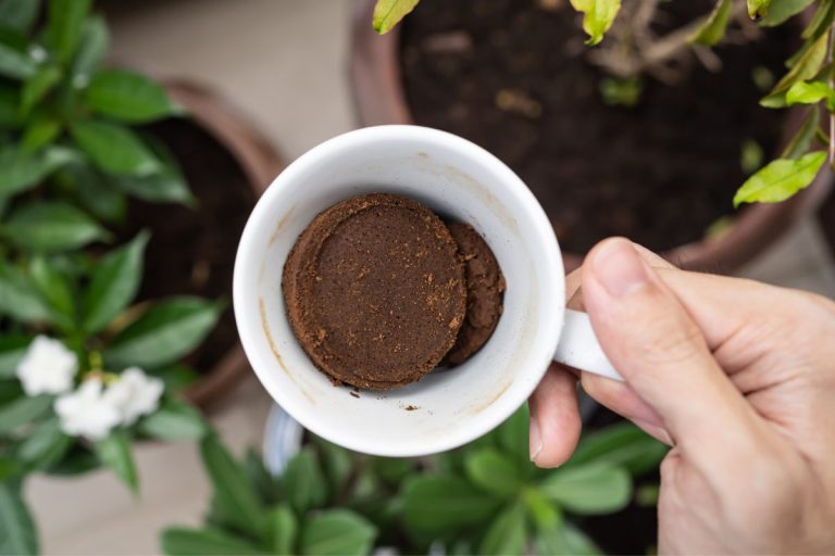 how coffee grounds can transform your christmas cactus