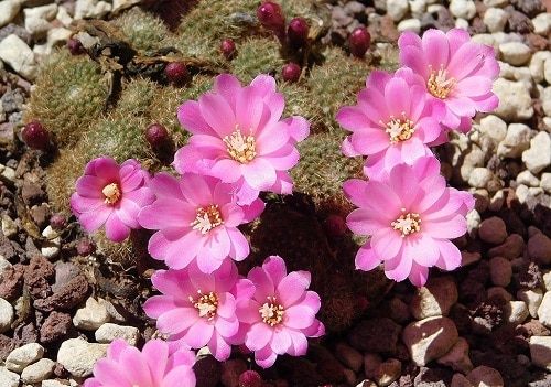 different kinds of cacti with pink flowers