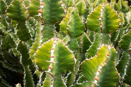 sun exposure and cacti: what you need to know