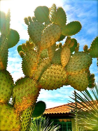 do cactus need sun 2