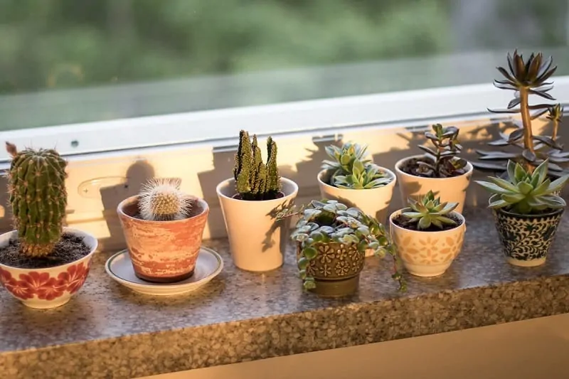 do succulents need direct sunlight