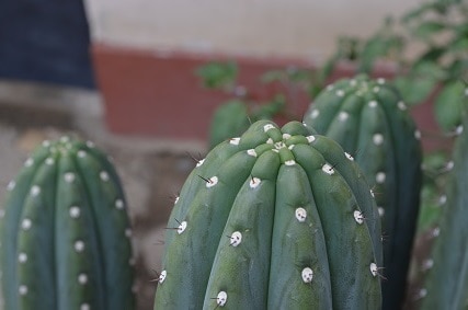 grow san pedro cactus indoors: a step-by-step guide