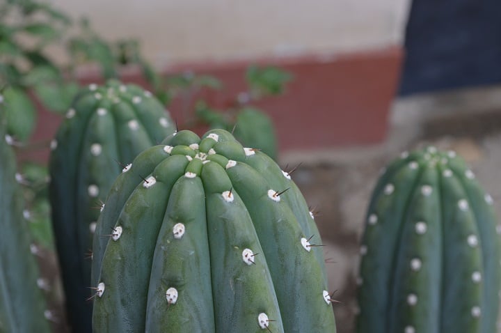 growing san pedro cactus indoors