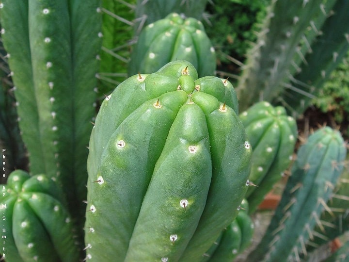 growing san pedro cactus indoors