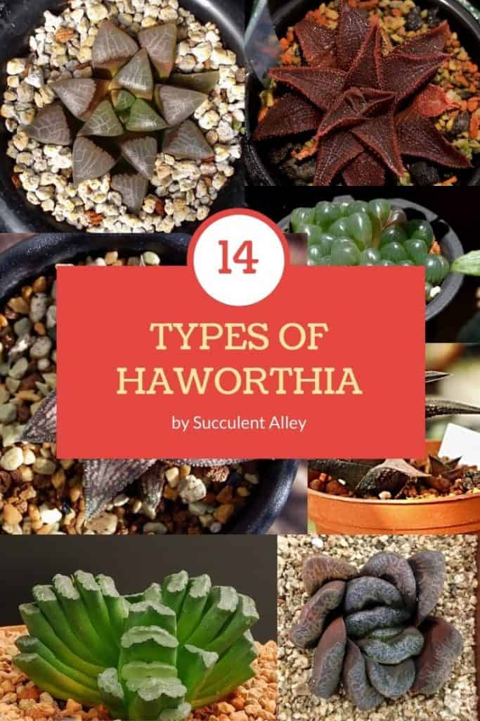 haworthia types