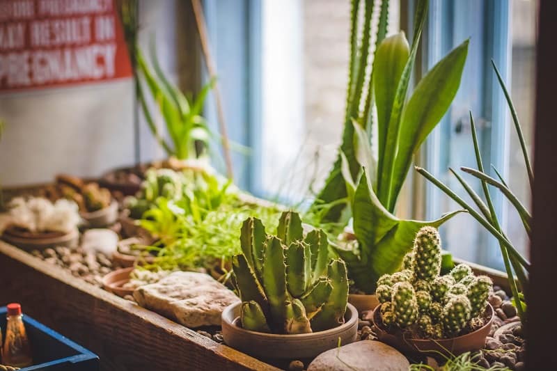 how much sunlight does a cactus need