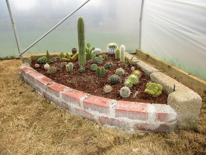 how to plant cactus in ground