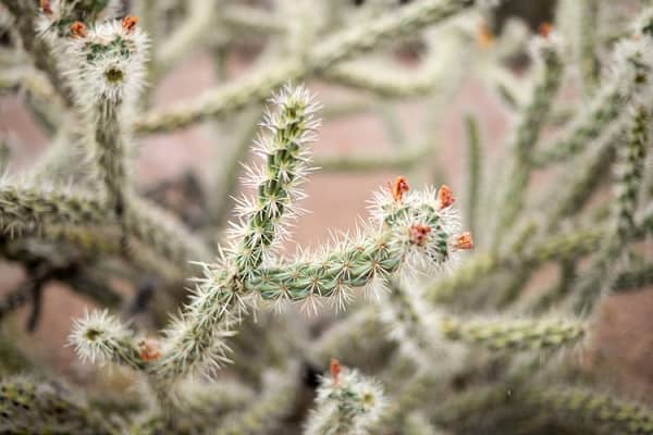 how to remove cactus needles embedded in skin