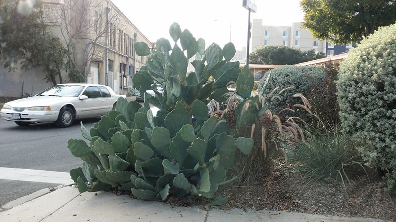 how to transplant a large cactus