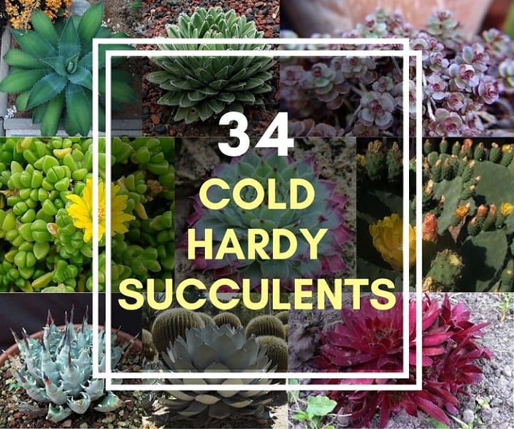 list of cold hardy succulents