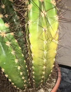 de ce cactusul meu devine galben