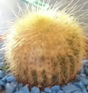 perché il mio cactus diventa giallo