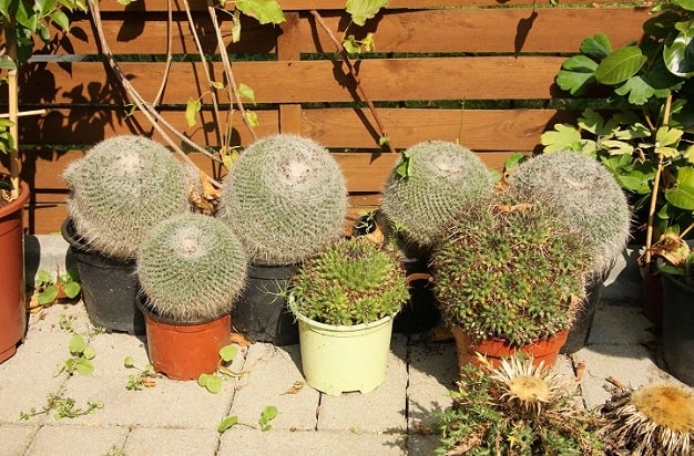 outdoor cactus care