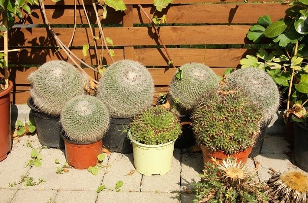 5 Expert Tips On Caring For Cactus Outdoors Succulent Alley