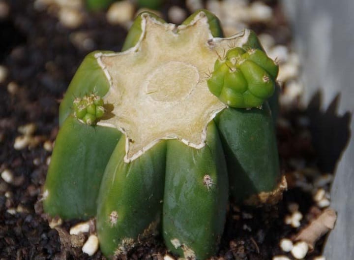 propagating san pedro cactus