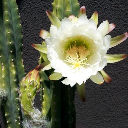 san pedro cactus blooming