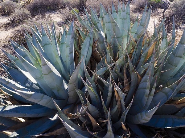 types of agave plants