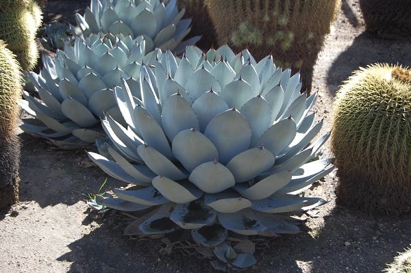 types of agave plants