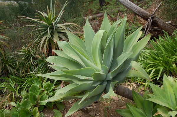 types of agave plants