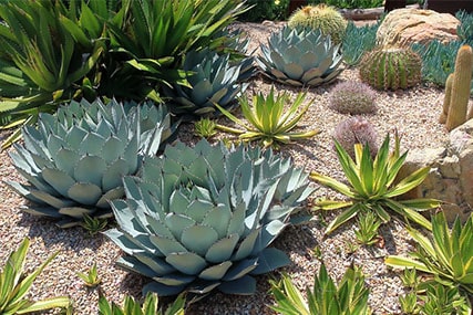 80+ types of agave [with pictures] care and propagation guide