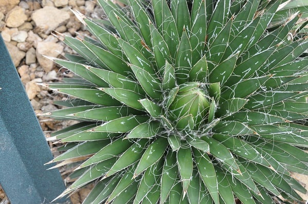 types of agave plants