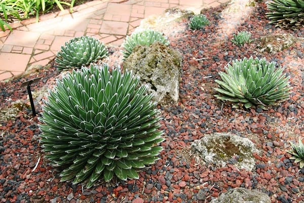 types of agave plants