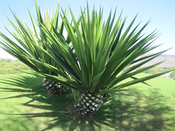 types of agave plants