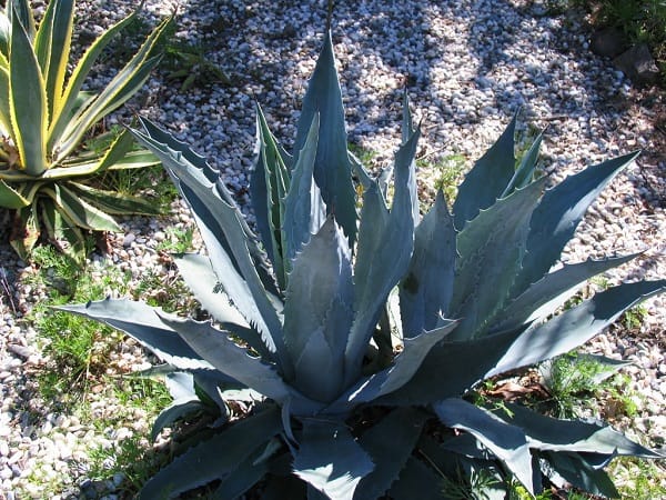 types of agave plants