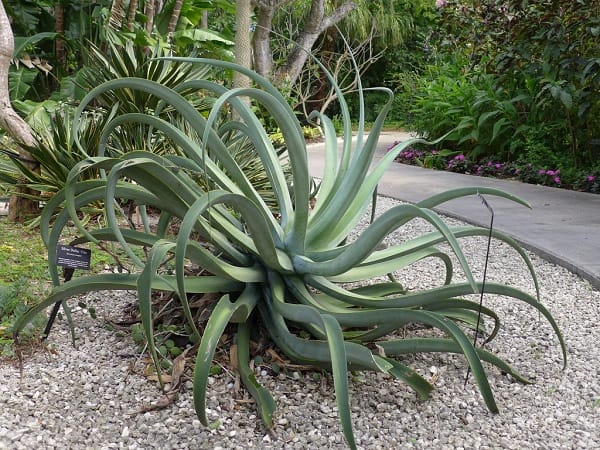 types of agave plants