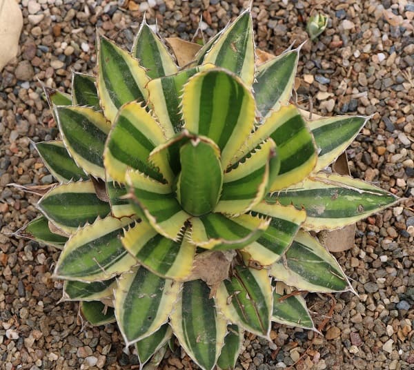 types of agave plants
