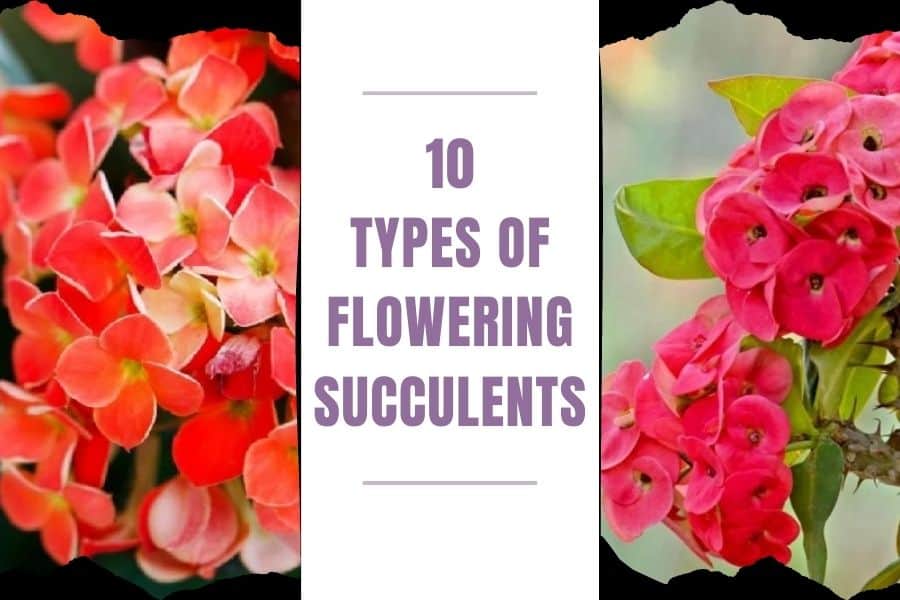 types of flowering succulents