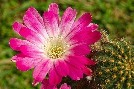 when to expect cacti’s blooms